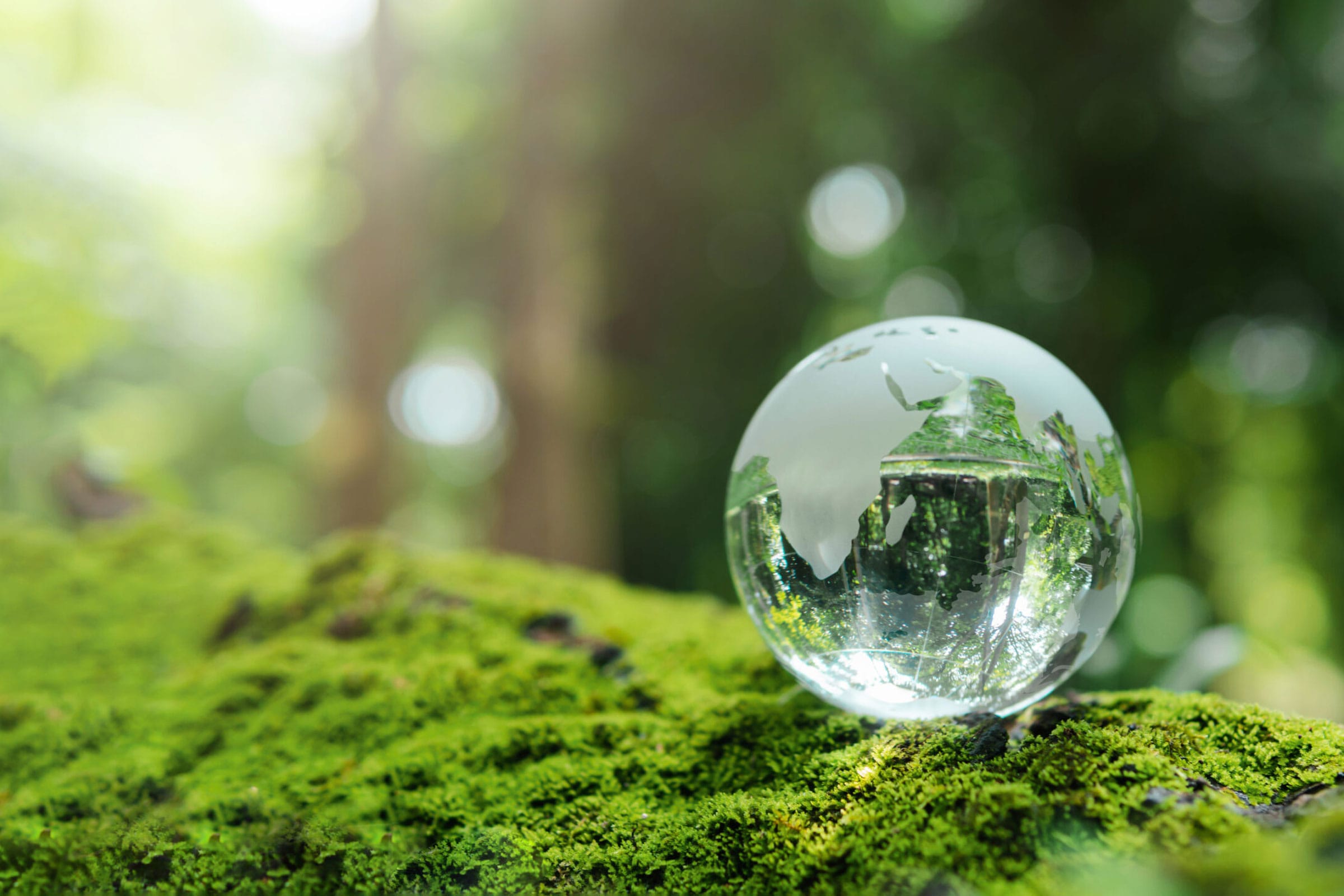 Glass world ball in a forest